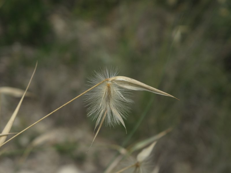 Lygeum spartum
